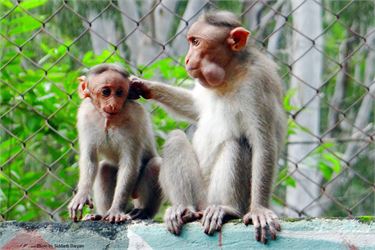 Sweet Indian Monkeys.jpg