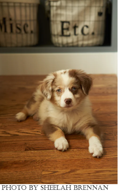 Puppy on Floor.jpg