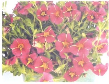 Cherry Star Petunia.jpg